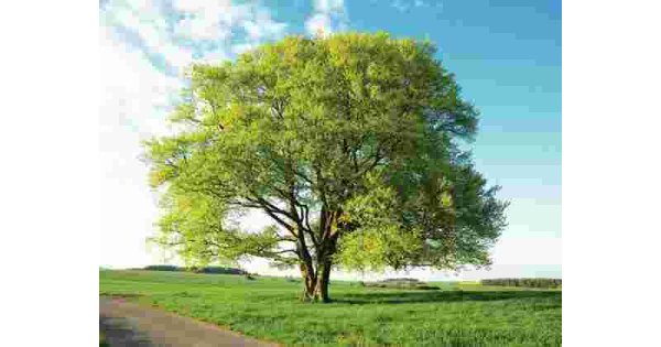 Beech Meaning and Definition