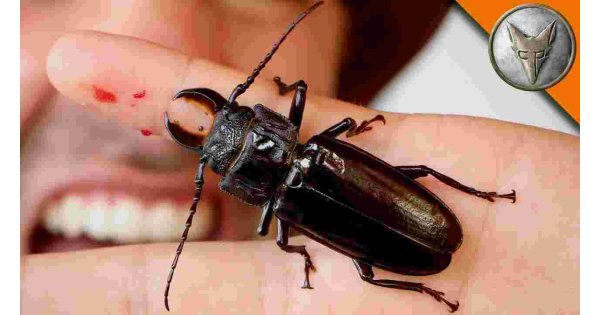 Beetle Meaning and Definition Beetle Meaning and Definition