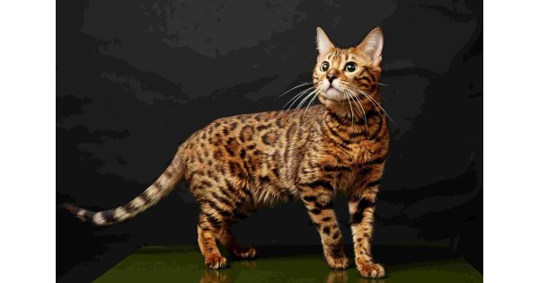 Bengal Meaning and Definition