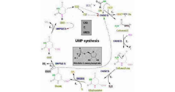 Biosynthesis Meaning and Definition