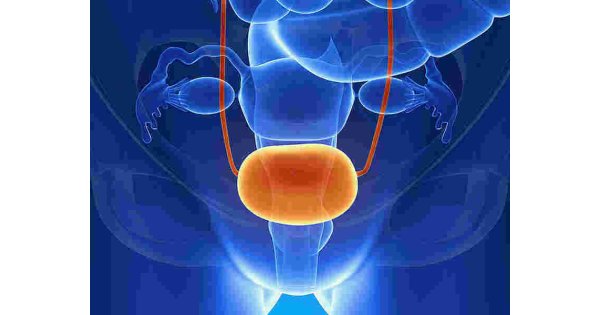 Bladder Meaning and Definition