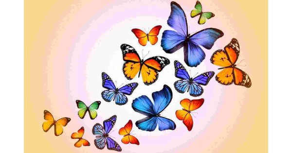 Butterflies Meaning and Definition Butterflies Meaning and Definition