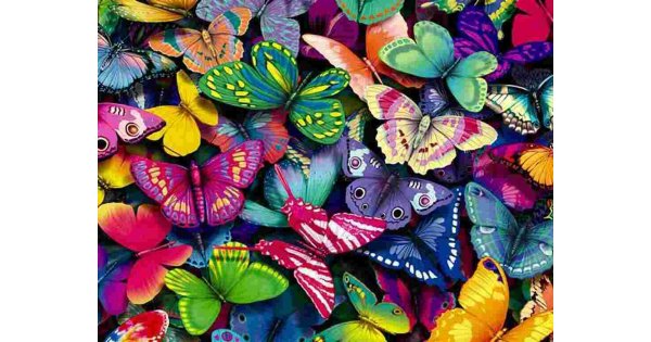 Butterfly Meaning and Definition Butterfly Meaning and Definition