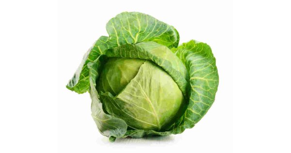 Cabbage Meaning and Definition Cabbage Meaning and Definition