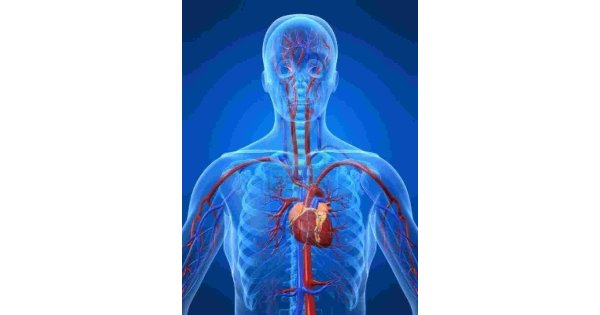 Cardiovascular Meaning and Definition