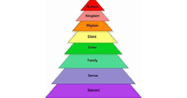 Classification Meaning and Definition Classification Meaning and Definition
