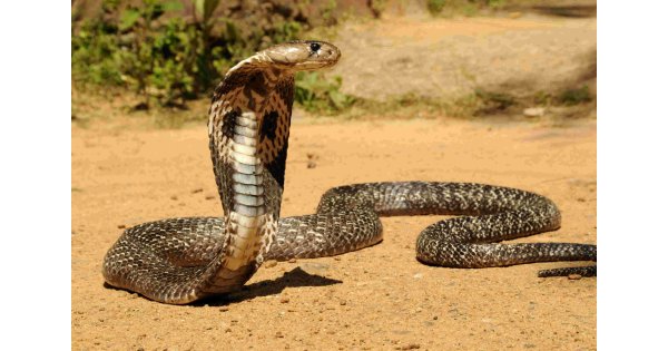 Cobra Meaning and Definition