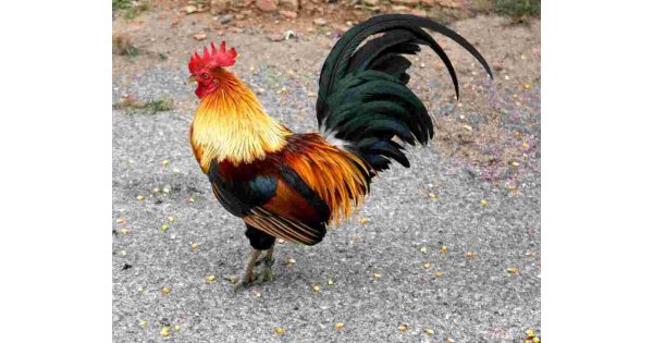 Cock Meaning and Definition