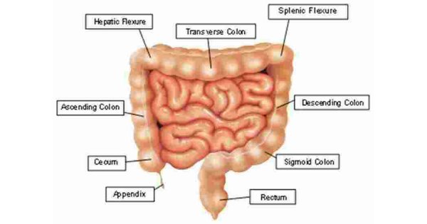 Colon Meaning and Definition