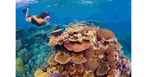 Coral Meaning and Definition Coral Meaning and Definition