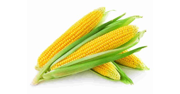Corn Meaning and Definition Corn Meaning and Definition