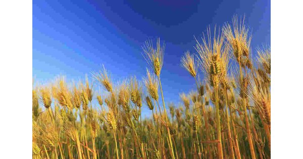 Cultivated Meaning and Definition