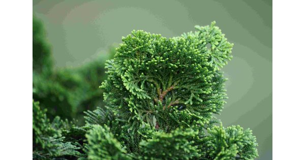 Cypress Meaning and Definition Cypress Meaning and Definition