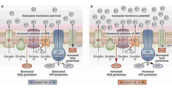 Decreased Meaning and Definition