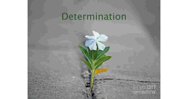Determination Meaning and Definition