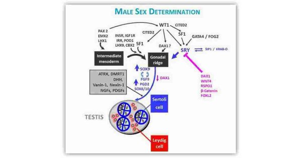 Determinations Meaning and Definition