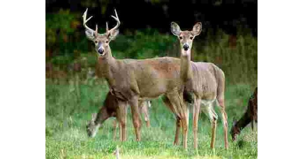 Doe Meaning and Definition
