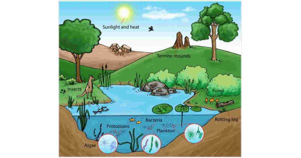 Ecosystem Meaning and Definition