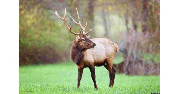 Elk Meaning and Definition