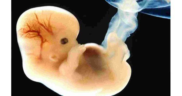 Embryo Meaning and Definition