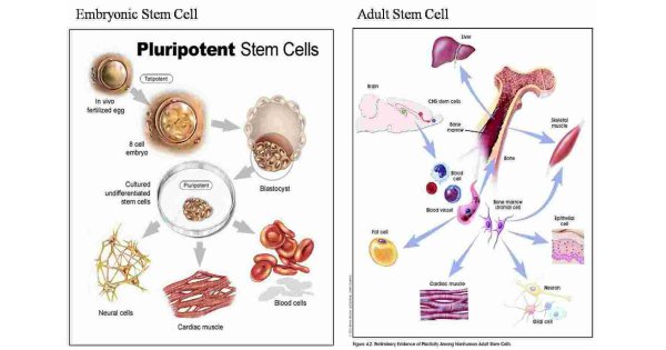 Embryonic Meaning and Definition