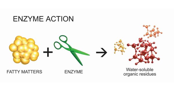 Enzyme Meaning and Definition