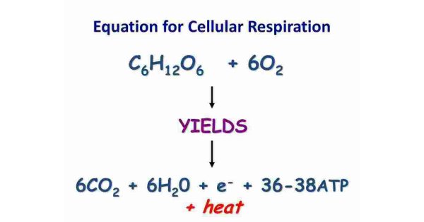 Equation Meaning and Definition