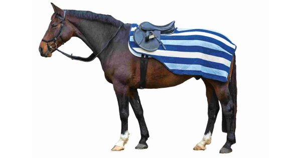 Equestrian Meaning and Definition