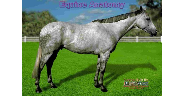 Equine Meaning and Definition