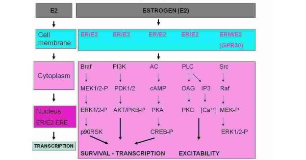 Estrogen Meaning and Definition