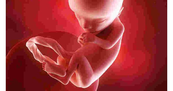 Fetal Meaning and Definition