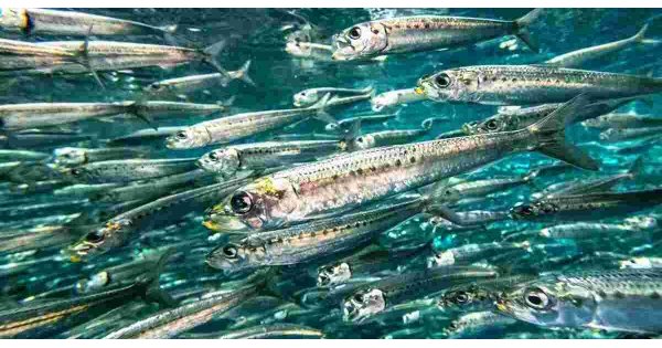 Fisheries Meaning and Definition