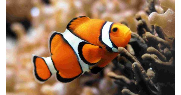 Fishes Meaning and Definition