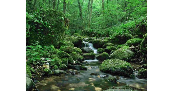 Forest Meaning and Definition