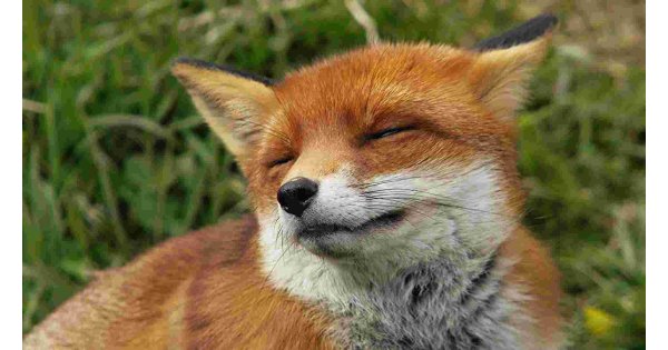 Fox Meaning and Definition