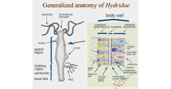 Generalized Meaning and Definition