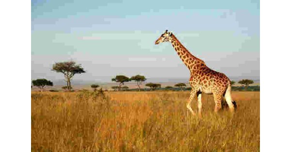 Giraffe Meaning and Definition