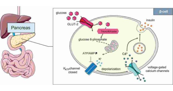 Glucose Meaning and Definition