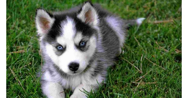 Husky Meaning and Definition Husky Meaning and Definition