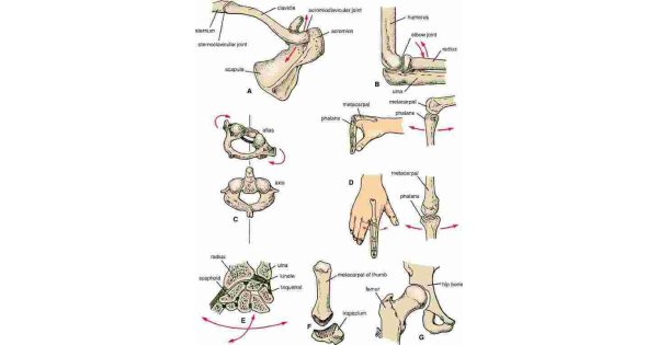Joints Meaning and Definition