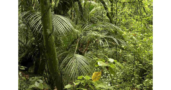 Jungle Meaning and Definition Jungle Meaning and Definition