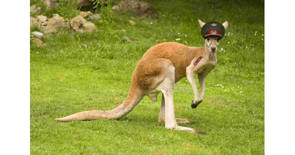 Kangaroo Meaning and Definition