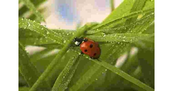 Ladybug Meaning and Definition Ladybug Meaning and Definition