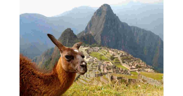 Lama Meaning and Definition