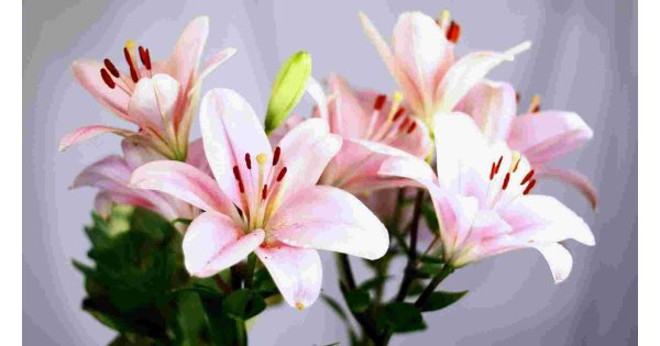 Lilies Meaning and Definition