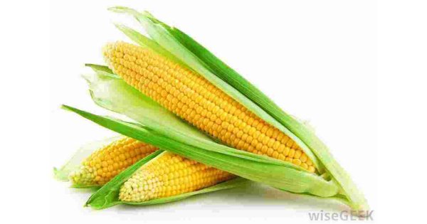 Maize Meaning and Definition