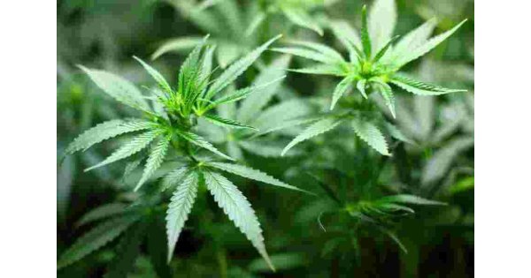 Marijuana Meaning and Definition