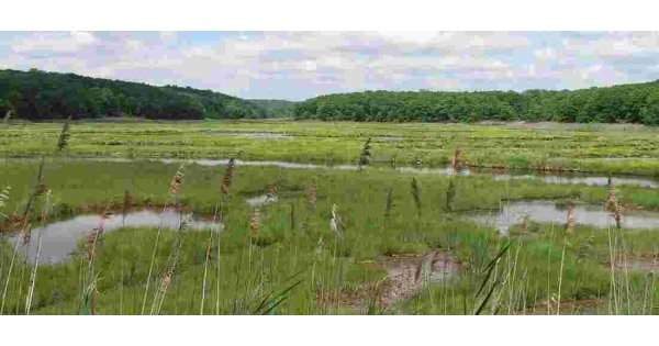 Marsh Meaning and Definition Marsh Meaning and Definition