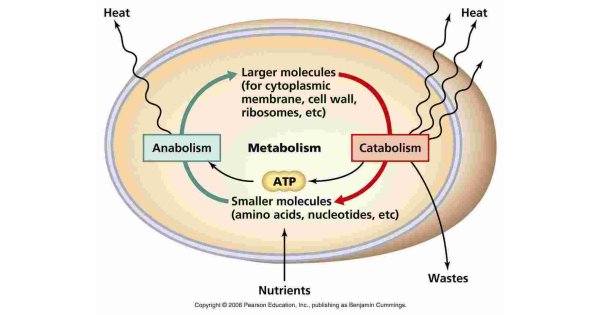 Metabolism Meaning and Definition Metabolism Meaning and Definition
