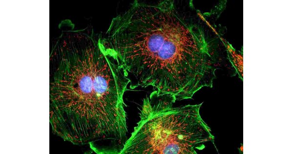 Microscopy Meaning and Definition